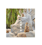 リクガメとかとか（個別スタンプ：4）