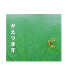 リクガメとかとか（個別スタンプ：7）