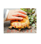 リクガメとかとか（個別スタンプ：9）