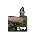 リクガメとかとか（個別スタンプ：10）