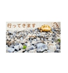 リクガメとかとか（個別スタンプ：12）