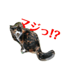 リクガメとかとか（個別スタンプ：14）