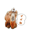 リクガメとかとか（個別スタンプ：17）