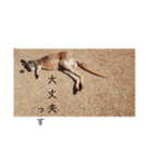 リクガメとかとか（個別スタンプ：18）
