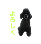 ルパンくんスタンプ第二弾（個別スタンプ：2）