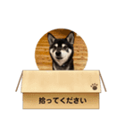 黒柴ハチベエ5（個別スタンプ：1）