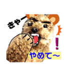 トイプー❤️ショコロン＆フレンズ3（個別スタンプ：3）