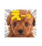 トイプー❤️ショコロン＆フレンズ3（個別スタンプ：6）
