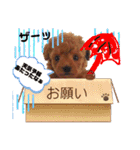 トイプー❤️ショコロン＆フレンズ3（個別スタンプ：15）