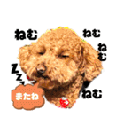 トイプー❤️ショコロン＆フレンズ3（個別スタンプ：29）