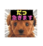トイプー❤️ショコロン＆フレンズ3（個別スタンプ：33）