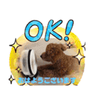 トイプー❤️ショコロン＆フレンズ3（個別スタンプ：34）