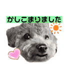 トイプー❤️ショコロン＆フレンズ3（個別スタンプ：40）