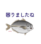 魚介のケンさん（個別スタンプ：13）