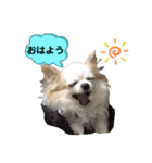 チワわんこLIFE（個別スタンプ：1）