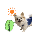 チワわんこLIFE（個別スタンプ：2）