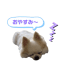 チワわんこLIFE（個別スタンプ：4）