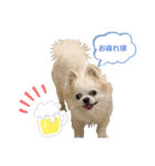 チワわんこLIFE（個別スタンプ：5）