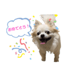 チワわんこLIFE（個別スタンプ：6）