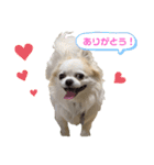 チワわんこLIFE（個別スタンプ：7）