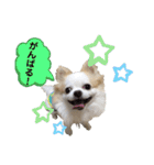 チワわんこLIFE（個別スタンプ：8）
