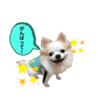 チワわんこLIFE（個別スタンプ：9）