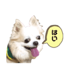 チワわんこLIFE（個別スタンプ：11）