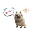 チワわんこLIFE（個別スタンプ：12）