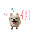 チワわんこLIFE（個別スタンプ：14）