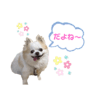 チワわんこLIFE（個別スタンプ：15）