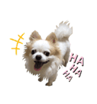 チワわんこLIFE（個別スタンプ：17）