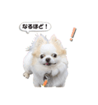 チワわんこLIFE（個別スタンプ：18）
