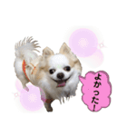 チワわんこLIFE（個別スタンプ：20）
