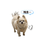 チワわんこLIFE（個別スタンプ：23）