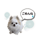 チワわんこLIFE（個別スタンプ：24）
