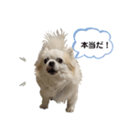 チワわんこLIFE（個別スタンプ：25）