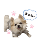 チワわんこLIFE（個別スタンプ：26）