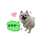 チワわんこLIFE（個別スタンプ：30）