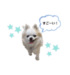 チワわんこLIFE（個別スタンプ：31）