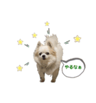 チワわんこLIFE（個別スタンプ：33）