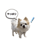 チワわんこLIFE（個別スタンプ：34）