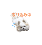 チワわんこLIFE（個別スタンプ：35）