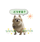 チワわんこLIFE（個別スタンプ：36）