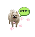 チワわんこLIFE（個別スタンプ：37）