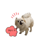 チワわんこLIFE（個別スタンプ：38）