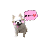 チワわんこLIFE（個別スタンプ：39）