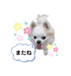 チワわんこLIFE（個別スタンプ：40）