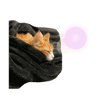 LVC（個別スタンプ：11）
