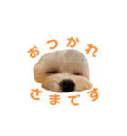 のんあこ2（個別スタンプ：1）