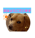 ビーグルミックス犬くぅちゃん（個別スタンプ：1）